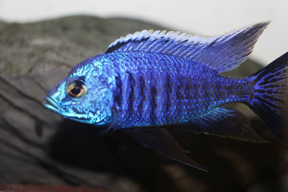 Copadichromis azureus